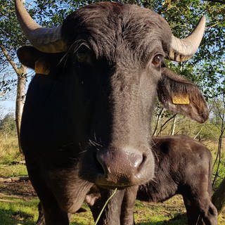 Wasserbüffel im Naturschutzgebiet Moosmühle