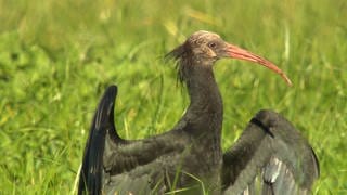 Ein Jungwaldrapp macht den Sonnengruß, eine Art Ritual, um seine Flügel zu strecken.