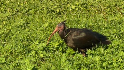 Ein Waldrapp in den Futterwiesen bei Salem.