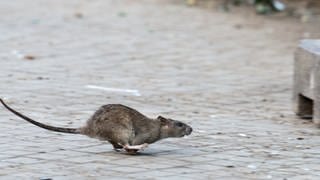 Eine Ratte läuft auf einem Platz