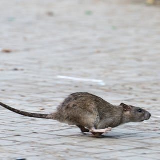 Eine Ratte läuft auf einem Platz