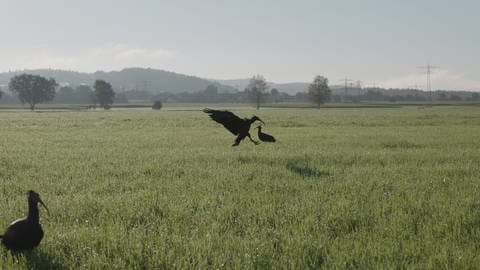 Ein Waldrapp landet auf einer Wiese bei Frickingen