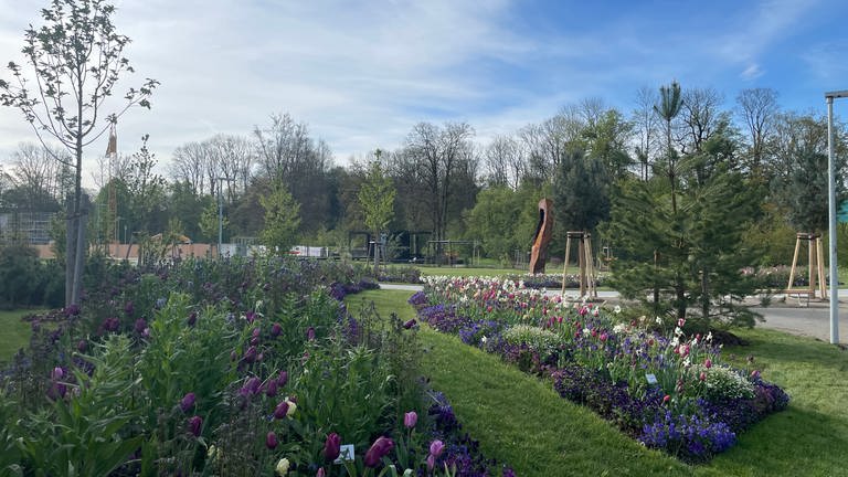 Lila Tulpen im Frühjahr auf der Landesgartenschau in Wangen.