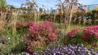 Rote und lila-farbene Blumen auf der Landesgartenschau.