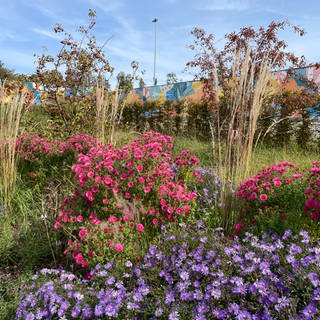 Rote und lila-farbene Blumen auf der Landesgartenschau.