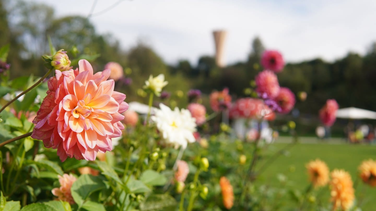 Blumen auf der Landesgartenschau. Im Hintergrund ist der Aussichtsturm