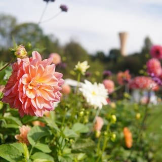 Blumen auf der Landesgartenschau. Im Hintergrund ist der Aussichtsturm