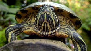 Eine Rotwangenschildkröte kriecht am Dienstag (29.01.2002) im Tropenhaus des Botanischen Gartens in München über einen Baumstamm.