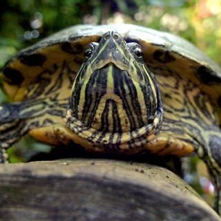 Eine Rotwangenschildkröte kriecht am Dienstag (29.01.2002) im Tropenhaus des Botanischen Gartens in München über einen Baumstamm.