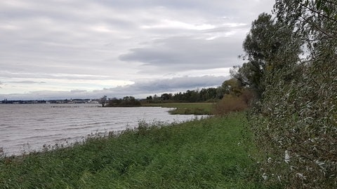 Das Eriskircher Ried mit dem Bodensee