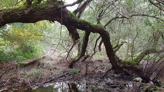 Ein Waldstück im Eriskircher Ried 