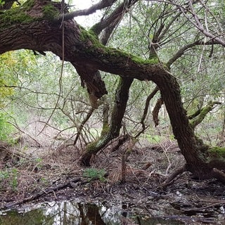 Ein Waldstück im Eriskircher Ried 