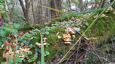 Pilze im Naturschutzgebiet