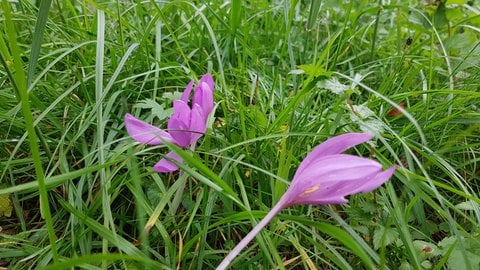 Blumen im Eriskircher Ried