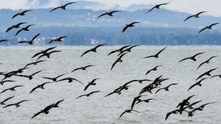 Mehrere Kormorane fliegen über den Bodensee.