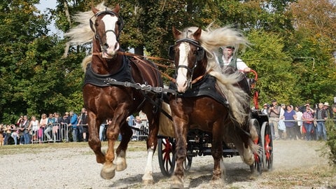 Schöne Pferde und schnelle Kutschen beim Kaltblutmarkt in Laupheim.