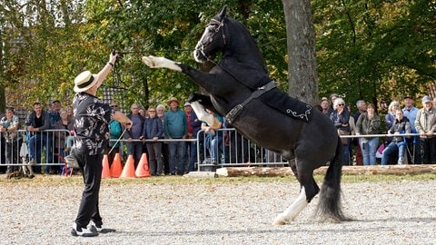 Ein schwarzes Pferd beim Kaltblutmarkt in Laupheim.