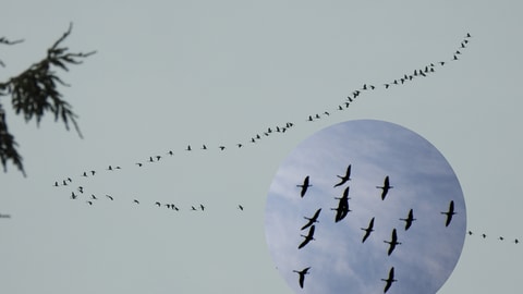 Kraniche ziehen am Himmel entlang