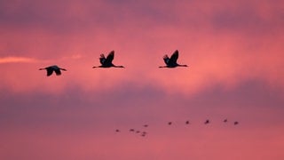 Kraniche ziehen am Himmel entlang