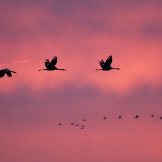 Kraniche ziehen am Himmel entlang