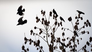 Krähen in einem Baum bei Nebel