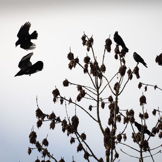 Krähen in einem Baum bei Nebel