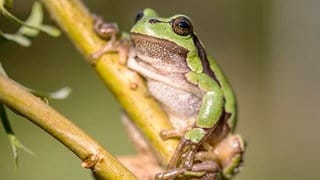 Ein Laubfrosch sitzt auf einem Ast