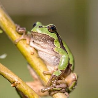 Ein Laubfrosch sitzt auf einem Ast