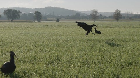 Ein Waldrapp landet auf einer Wiese bei Frickingen