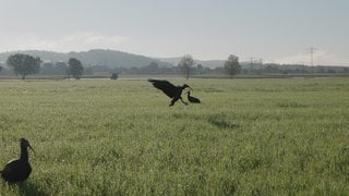 Ein Waldrapp landet auf einer Wiese bei Frickingen