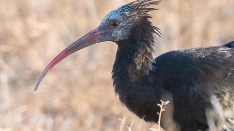 Ein Jungwaldrapp mit gebogenem Schnabel.