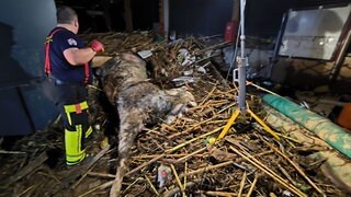 Ein verendetes Tier liegt in einem Haufen Geröll nach dem Unwetter in Valencia.