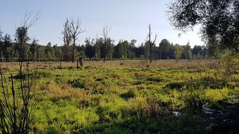 Das Naturschutzgebiet Moosmühle besteht unter anderem aus Wäldern und Feuchtwiesen