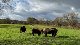 Wisente auf einer Wiese im Wild- und Freizeitpark Allensbach.