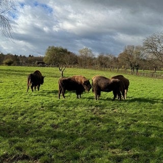 Wisente auf einer Wiese im Wild- und Freizeitpark Allensbach.