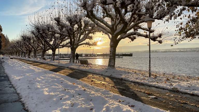 Schneebedeckte Bäume auf der Konstanzer Seestraße am Seeufer.