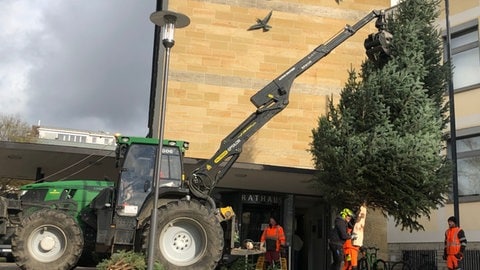 Acht Meter hoch ist der Weihnachtsbaum in diesem Jahr in Friedrichshafen.