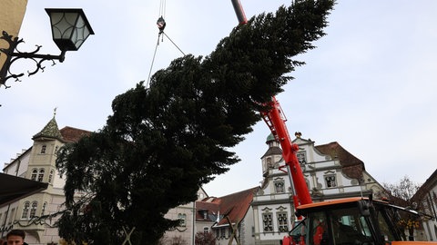 Schon der Aufbau solch großer Bäume ist eine logistische Herausforderung - hier in Wangen.