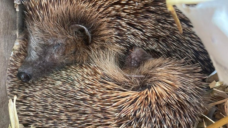 Zwei Igel liegen zusammengekuschelt in einer Schale. Viele Tiere brauchen Hilfe, weil sie abgemagert oder krank sind.