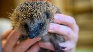 Eine Person hält einen Igel in den Händen. Die Tiere sollten momentan im Winterschlaf sein.