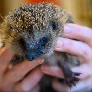 Eine Person hält einen Igel in den Händen. Die Tiere sollten momentan im Winterschlaf sein.