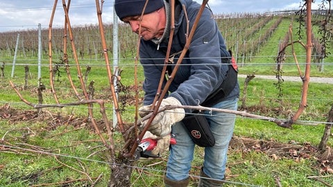 Das Weingut Markgraf von Baden rodet einen Weinberg.