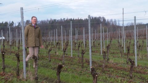 Bernhard Markgraf von Baden schaut auf seinem Weinberg nach den Rodungsarbeiten.