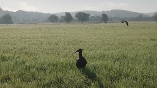 Ein Jungwaldrapp steht bei Heiligenberg auf einer Wiese.