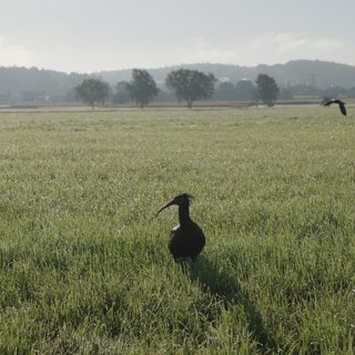 Ein Jungwaldrapp steht bei Heiligenberg auf einer Wiese.