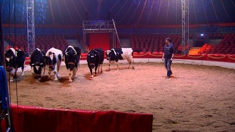 Zirkusdirektor Elmar Kretz dressiert Kühe für den Ravensburger Weihnachtscircus (Archivfoto)