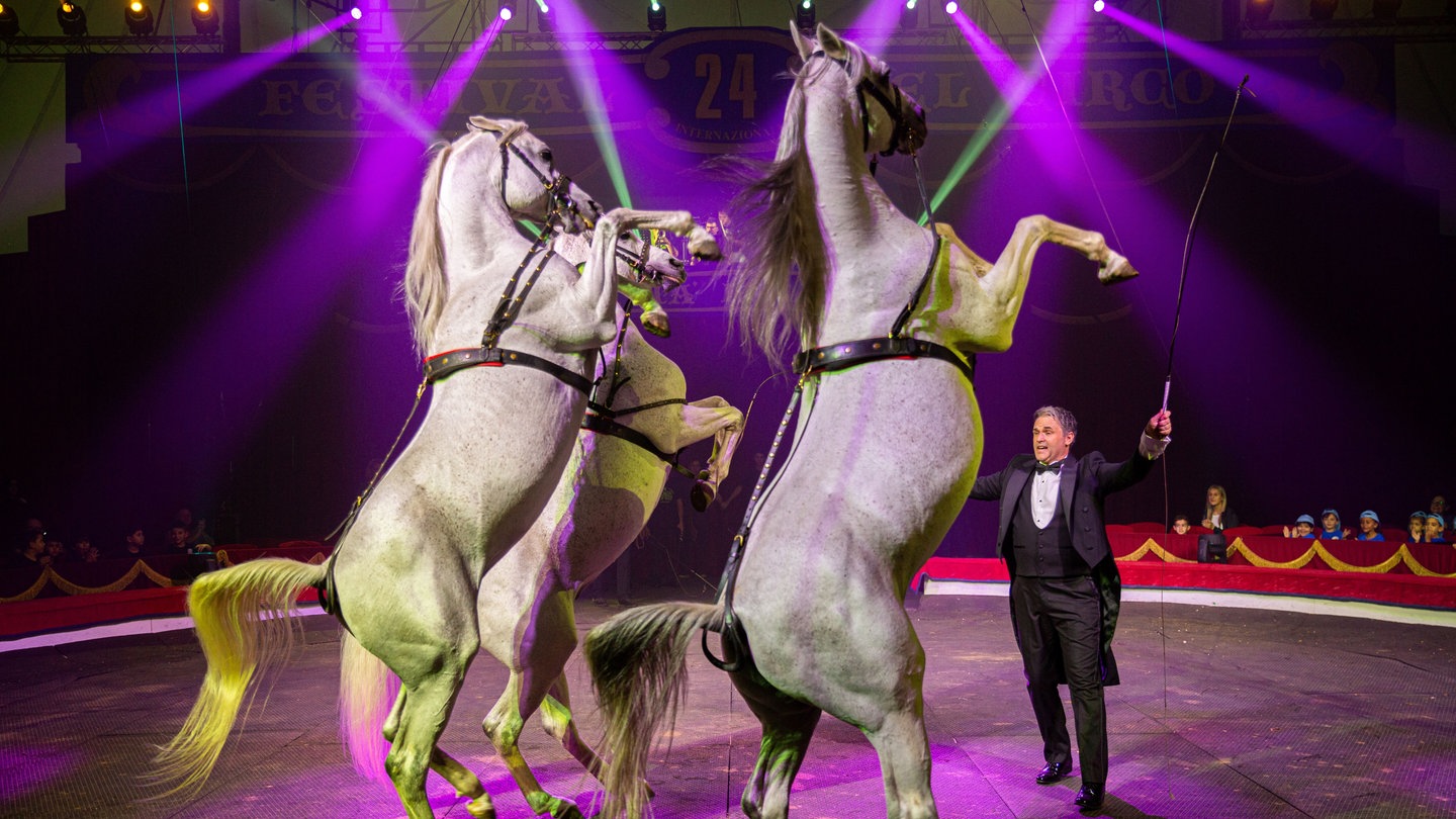 Pferde im Weihnachtscircus Ravensburg