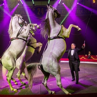 Pferde im Weihnachtscircus Ravensburg