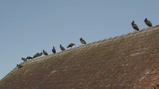 Die Waldrappe sonnen sich am frühen Morgen auf einer Scheune bei Heiligenberg (Bodenseekreis).