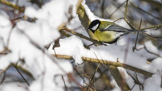 Eine Kohlmeise sitzt in einem Strauch, auf dem Schnee liegt.